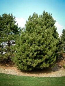 Сосна Чёрная (Pinus Nigra) купить по цене от 270.00р. в интернет-магазине «Посадика» с доставкой почтой в в Чкаловске и по всей России – [изображение №1].