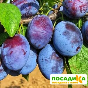 Слива Чачакская ранняя купить по цене от 229.00р. в интернет-магазине «Посадика» с доставкой почтой в в Чкаловске и по всей России – [изображение №1].