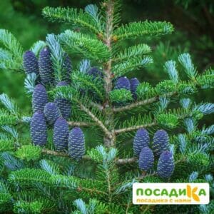 Пихта корейская (Abies koreana) купить по цене от 450.00р. в интернет-магазине «Посадика» с доставкой почтой в в Чкаловске и по всей России – [изображение №1].