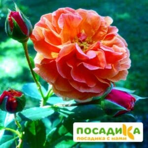 Роза Арабия купить по цене от 350.00р. в интернет-магазине «Посадика» с доставкой почтой в в Чкаловске и по всей России – [изображение №1].