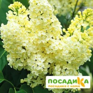 Сирень Примроуз (Primrose) купить по цене от 529.00р. в интернет-магазине «Посадика» с доставкой почтой в в Чкаловске и по всей России – [изображение №1].