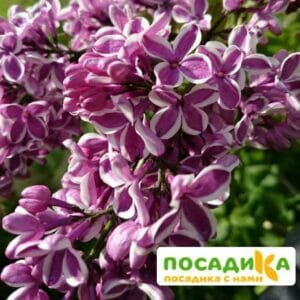 Сирень Сенсация купить по цене от 529.00р. в интернет-магазине «Посадика» с доставкой почтой в в Чкаловске и по всей России – [изображение №1].