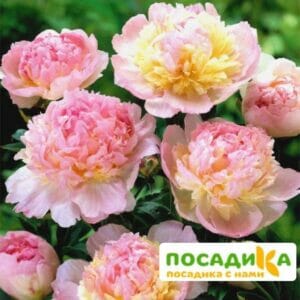 Пион Распберри Сандей (Paeonia Raspberry Sundae) купить по цене от 959р. в интернет-магазине «Посадика» с доставкой почтой в в Чкаловске и по всей России – [изображение №1].