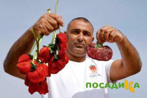 Клубника Гигант Джорнея купить по цене от 266р. в интернет-магазине «Посадика» с доставкой почтой в в Чкаловске и по всей России – [изображение №1].