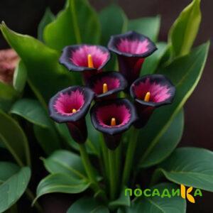 Калла Аура Лейс купить по цене от 400р. в интернет-магазине «Посадика» с доставкой почтой в в Чкаловске и по всей России – [изображение №1].