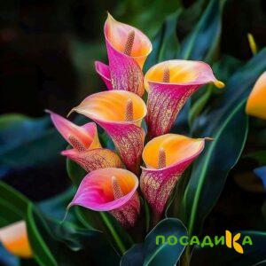 Калла Оникс купить по цене от 450р. в интернет-магазине «Посадика» с доставкой почтой в в Чкаловске и по всей России – [изображение №1].