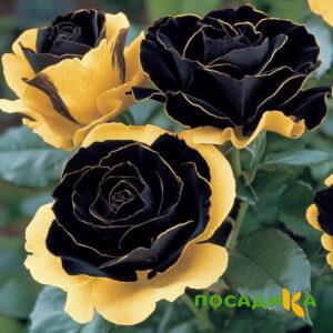 Роза Ханни Сикл купить по цене от 700р. в интернет-магазине «Посадика» с доставкой почтой в в Чкаловске и по всей России – [изображение №1].