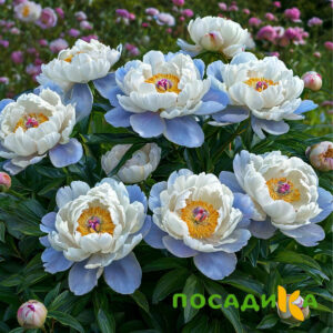 Пион акварельный Этюд купить по цене от 806р. в интернет-магазине «Посадика» с доставкой почтой в в Чкаловске и по всей России – [изображение №1].