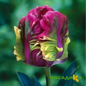 Тюльпан Экзотик Хэвен купить по цене от 186р. в интернет-магазине «Посадика» с доставкой почтой в в Чкаловске и по всей России – [изображение №1].