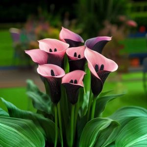 Калла Энигма купить по цене от 291р. в интернет-магазине «Посадика» с доставкой почтой в в Чкаловске и по всей России – [изображение №1].