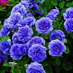Роза Блю Мун купить по цене от 450р. в интернет-магазине «Посадика» с доставкой почтой в в Чкаловске и по всей России – [изображение №1].