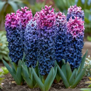 Гиацинт Блю Спринг купить по цене от 2099р. в интернет-магазине «Посадика» с доставкой почтой в в Чкаловске и по всей России – [изображение №1].