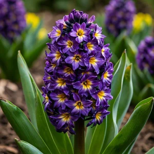 Гиацинт Вельвет Колор купить по цене от 2099р. в интернет-магазине «Посадика» с доставкой почтой в в Чкаловске и по всей России – [изображение №1].