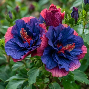 Гибискус Роуз Шайн купить по цене от 360р. в интернет-магазине «Посадика» с доставкой почтой в в Чкаловске и по всей России – [изображение №1].