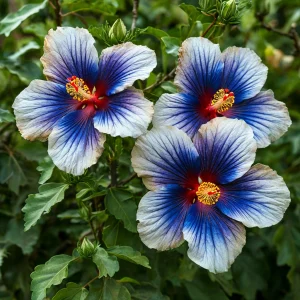 Гибискус Илюжн Вилью купить по цене от 259р. в интернет-магазине «Посадика» с доставкой почтой в в Чкаловске и по всей России – [изображение №1].