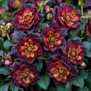 Морозник Сноу Дроп купить по цене от 348р. в интернет-магазине «Посадика» с доставкой почтой в в Чкаловске и по всей России – [изображение №1].