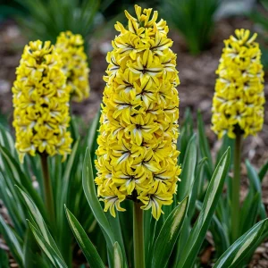 Гиацинт Сансет Голд купить по цене от 2099р. в интернет-магазине «Посадика» с доставкой почтой в в Чкаловске и по всей России – [изображение №1].