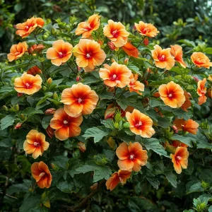 Гибискус Кристал Рэй купить по цене от 458р. в интернет-магазине «Посадика» с доставкой почтой в в Чкаловске и по всей России – [изображение №1].