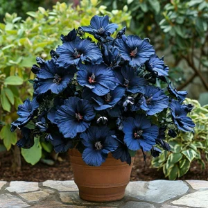 Гибискус Селестиал Флейм купить по цене от 326р. в интернет-магазине «Посадика» с доставкой почтой в в Чкаловске и по всей России – [изображение №1].