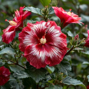 Гибискус Пурпл Мистик купить по цене от 360р. в интернет-магазине «Посадика» с доставкой почтой в в Чкаловске и по всей России – [изображение №1].