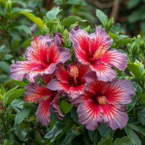 Гибискус Кримсон Флейм купить по цене от 479р. в интернет-магазине «Посадика» с доставкой почтой в в Чкаловске и по всей России – [изображение №1].