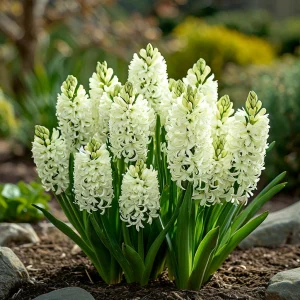 Гиацинт Дрим Трейл купить по цене от 2099р. в интернет-магазине «Посадика» с доставкой почтой в в Чкаловске и по всей России – [изображение №1].