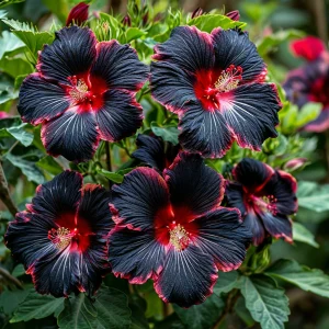 Гибискус садовый Файер Дэнсер купить по цене от 450р. в интернет-магазине «Посадика» с доставкой почтой в в Чкаловске и по всей России – [изображение №1].